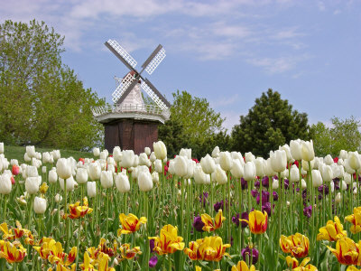 Netherlands-Flowers