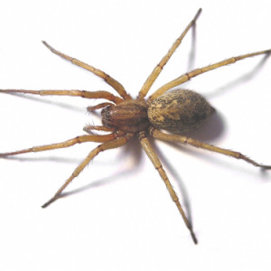 iStockHoboSpider.jpg