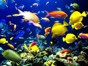 ocean-life-beautiful-pictures-27115568-1600-1200